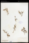 Ceanothus fendleri A.Gray