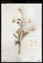 Ziziphus obtusifolia (Torr. & A.Gray) A.Gray