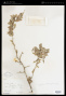 Ziziphus obtusifolia (Torr. & A.Gray) A.Gray