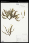 Spongomorpha mertensii (Yendo) Setch. & N.L.Gardner