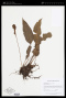 Elaphoglossum Schott ex J.Sm.