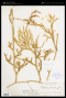 Lycopodium clavatum L.