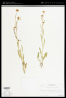 Erigeron lonchophyllus Hook.