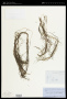Potamogeton pectinatus L.