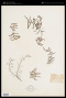 Gleichenia polypodioides (L.) Sm.