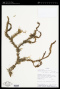 Phlegmariurus hartwegianus (Spring) B.Øllg.