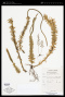 Phlegmariurus phlegmaria (L.) Holub