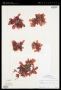Botryocladia pseudodichotoma (Farl.) Kylin