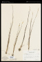 Zostera marina L.