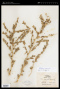 Atriplex rosea L.