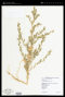 Atriplex rosea L.