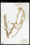 Atriplex rosea L.