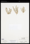 Atriplex coronata S.Watson