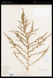 Amaranthus graecizans L.