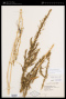 Amaranthus tuberculatus (Moq. ex DC.) J.D.Sauer