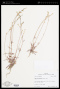 Froelichia gracilis (Hook.) Moq.