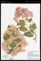 Bougainvillea arborea Glaz.