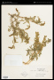 Grayia spinosa (Hook.) Moq.