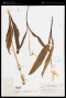 Erythronium grandiflorum subsp. chrysandrum Applegate
