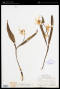 Erythronium grandiflorum subsp. chrysandrum Applegate