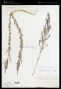 Suaeda calceoliformis (Hook.) Moq.