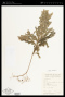 Selaginella