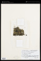 Lemna gibba L.