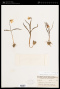 Fritillaria pudica (Pursh) Spreng.