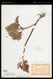 Sceptridium schaffneri (Underw.) Lyon
