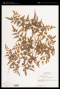 Lygodium venustum Sw.