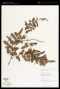Lygodium venustum Sw.