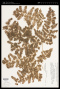 Lygodium venustum Sw.
