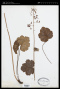 Heuchera curtisii Torr. & A.Gray