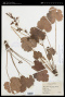 Heuchera richardsonii R.Br.