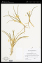 Leucocrinum montanum Nutt. ex A.Gray