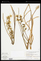 Ornithogalum nutans L.