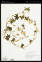 Marah macrocarpa (Greene) Greene