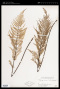 Pityrogramma calomelanos (L.) Link