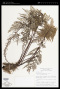 Pityrogramma calomelanos (L.) Link