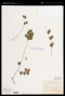 Adiantum princeps T.Moore