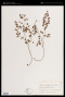 Adiantum poiretii Wikstr.