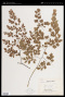 Adiantum tenerum Sw.