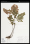 Adiantum tenerum Sw.
