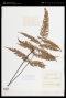 Adiantum alarconianum Gaudich.