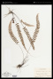 Adiantum edgeworthii Hook.