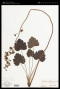 Heuchera hispida