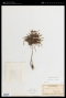 Cheilanthes decora (Brack.) R.M.Tryon & A.F.Tryon