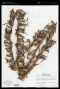Pitcairnia recurvata (Scheidw.) K.Koch