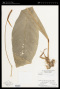 Anthurium consobrinum Schott