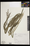 Scleria pterota Presley